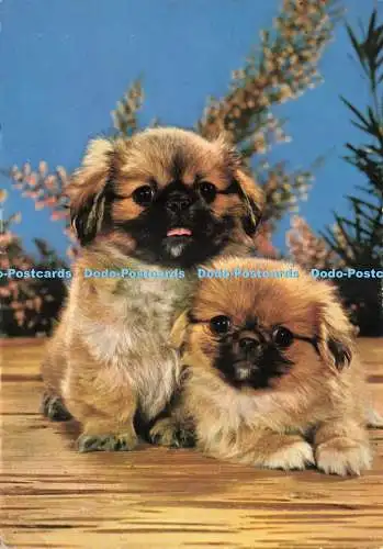 D234685 Pekingese Vita Nova