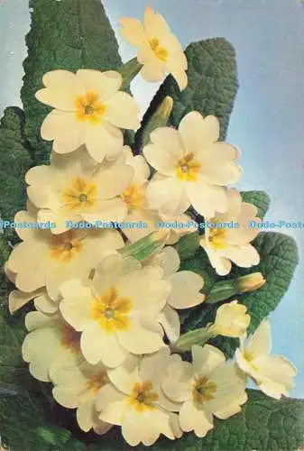 D239278 Primrose J Arthur Dixon
