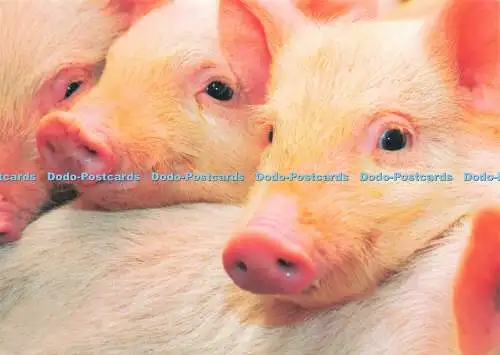 D236972 Schweine Der Postkartenladen
