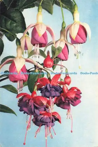 D239325 Fuchsia J Arthur Dixon 1961