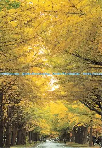 D239337 Ginkgo Hokkaido University Forest Pin Up