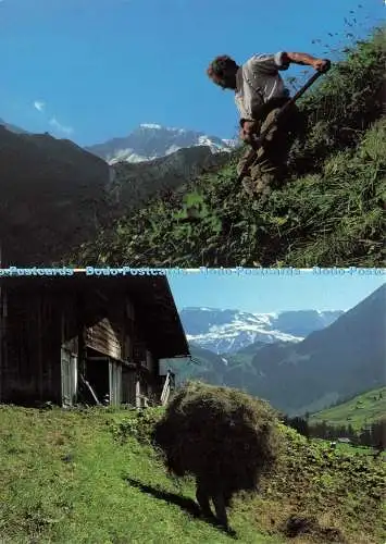 D239367 Bergbauern Beim Mahen und Eintragen des Heuses im Steilen Gelande Klopfe