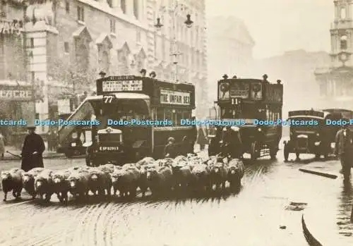 D230264 London Sheep in the Strand London Transport Executive Photo Precision Li