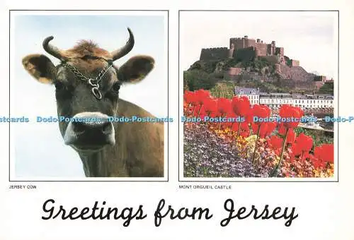 D237179 Grüße von Jersey Jersey Kuh A C Gallie Mehrfachansicht