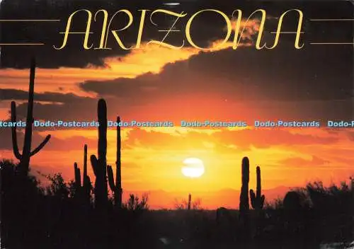 D230299 Arizona Saguaro Sunset Smith Southwestern Bill Gobus