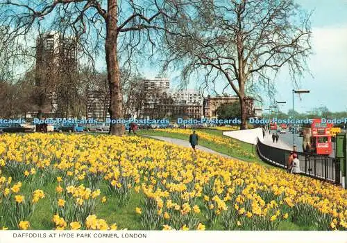 D230303 London Daffodils at Hyde Park Corner Photo Precision Limited Colourmaste