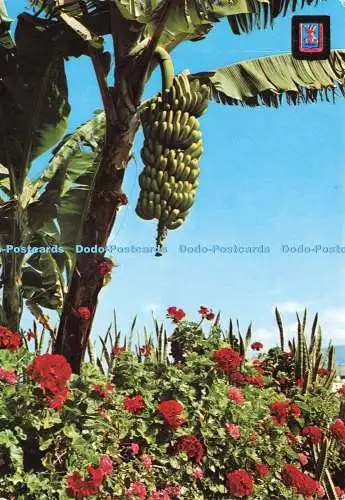 D234986 Teneriffa Kochbananen und Blumen Fisa No 264 Suministros