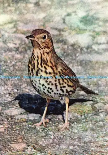 D235043 Song Thrush J Arthur Dixon H L Wiggins