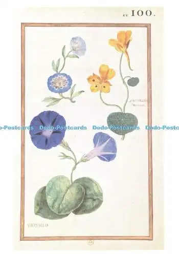 D235057 Planche Extraite du Recueil de Fleurs et d insectes Daniel Rabel Bibliot