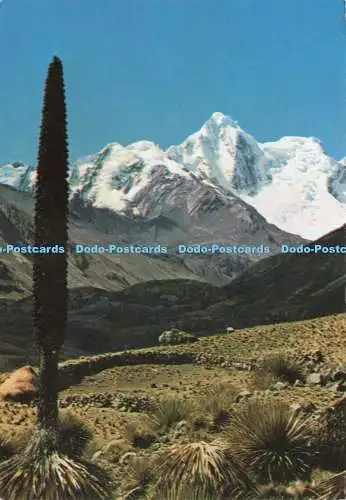 D239609 Peru Ancash Puya de Raimondi hinten die weiße Cordillera Lima 1984