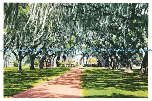 D230391 Avenue of Oaks Boone Hall Plantation Mt Pleasant S C Charleston Post Car