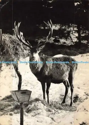 D239613 Tatransky Narodny Park Jelen Europsky VPL