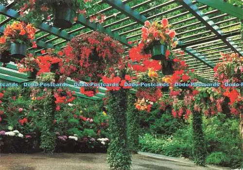 D237332 Victoria B C Canada The Butchard Gardens The Begonia Bower Colorscans