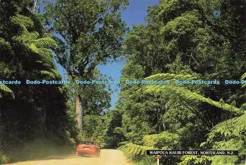 D237333 N Z Waipoua Kauri Forest Northland Bild Tiki Postkarte 1997