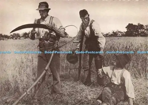 D237339 In The Barley Harvest P H Emerson Pictures of East Anglian Life Gallery