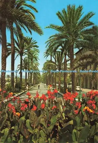 D235105 Mallorca Baleares Espana Palma Planas