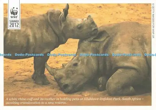 D239670 Südafrika Ein Weißnashornkalb und seine Mutter in Haltestiften bei Hluhlu