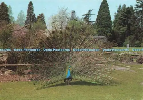 D237357 Somerset Blue Peacock The Tropical Bird Gardens Photo Precision