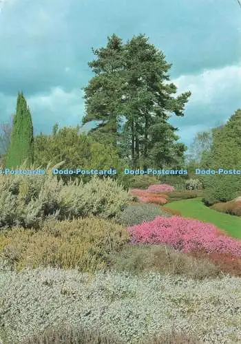 D235129 Eine bunte Spätwinterszene im Heidegarten Der königliche Gartenbau