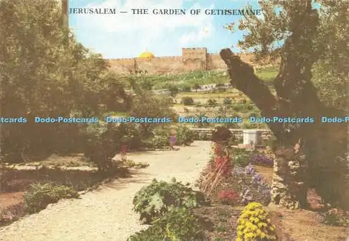 D237421 Jerusalem Der Garten Getsemani Heilige Ansichten Palphot