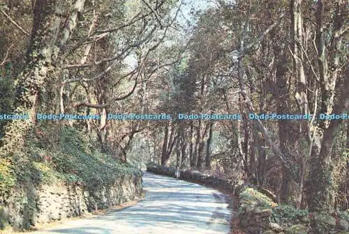 D239738 Isle of Wight Ventnor The Undercliff J Arthur Dixon Ltd