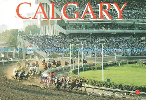 D239793 Calgary Canada Alberta Chuckwagon Races the Calgary Stampede ColorKard L