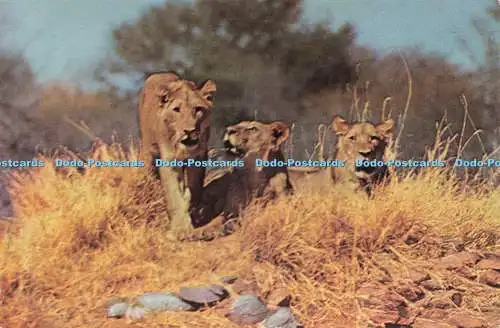 D239799 Group of Lions Tour Rhodesien und Nyasaland W T Miller