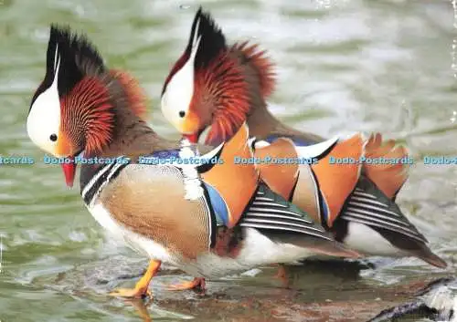 D239808 Mandarin Ducks Cotswold Wildlife Park and Gardens Susan Muir
