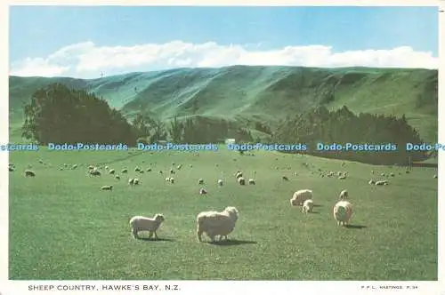 D230601 N Z Hawkes Bay Sheep Country P P L Hastings