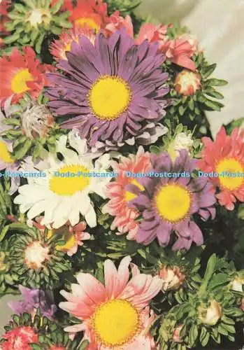 D237520 Blumen Vita Nova