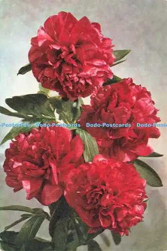 D237523 Double Paeony J Arthur Dixon