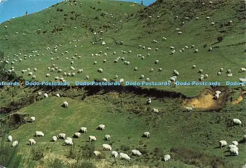 D239845 Neuseeland Sechzig Millionen seltsame Schafe gedeihen auf seinen grünen Rotorua-Druckern