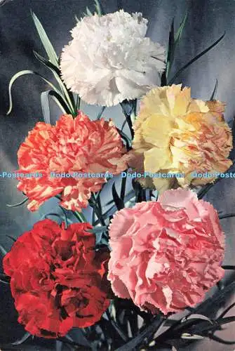 D237524 Carnation J Arthur Dixon