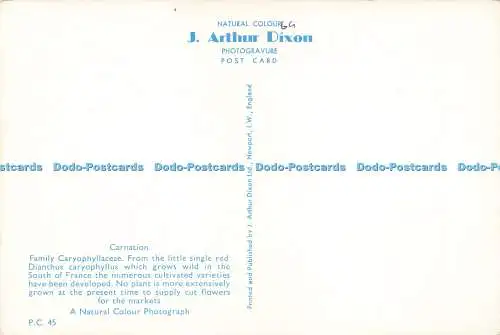 D237524 Carnation J Arthur Dixon