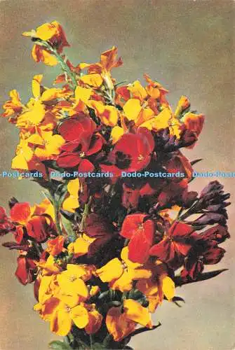 D237526 Wallflower J Arthur Dixon