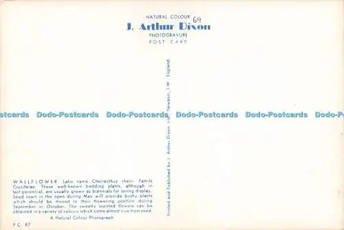 D237526 Wallflower J Arthur Dixon