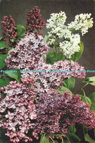D237528 Lilac J Arthur Dixon