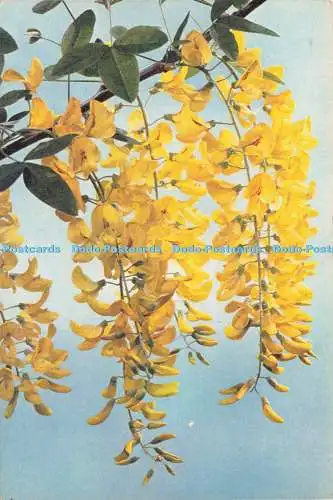 D237529 Laburnum J Arthur Dixon