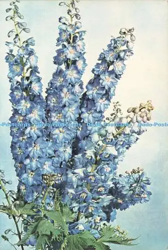 D237530 Delphinium J Arthur Dixon