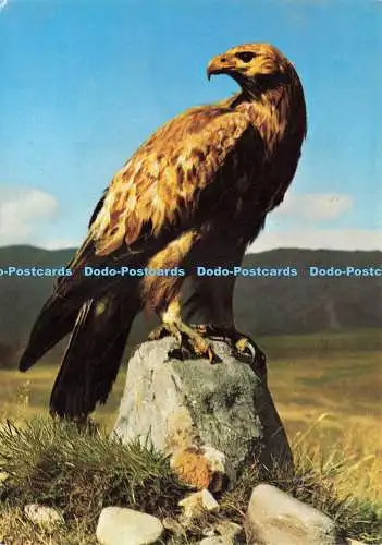 D237538 Steinadler J Arthur Dixon