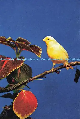 D237539 Canary J Arthur Dixon Dr S D Jouhar