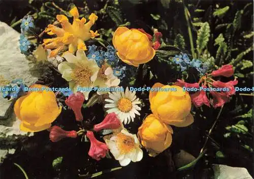 D239862 Alpenblumen Fotoglob Franz Schmid