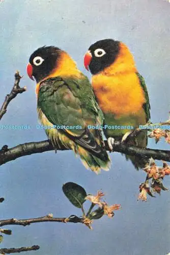 D237541 Love Birds J Arthur Dixon Dr S D Jouhar