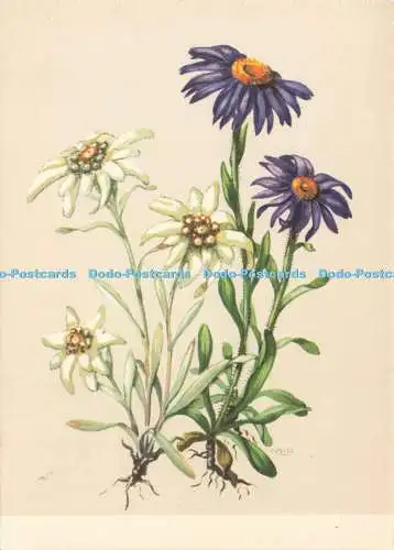 D235324 Alpen Aster M Lippmann Pawlowski Pinguin