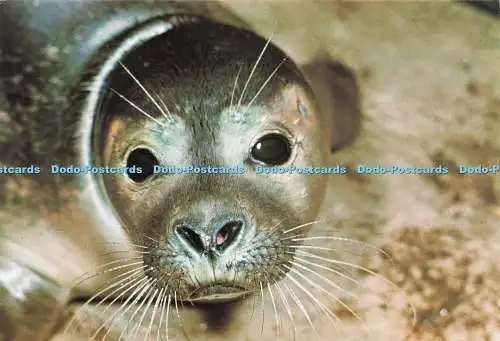 D230651 Säugetiere Common Seal British Museum Geoffrey Kinns