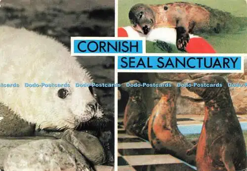 D230686 Cornish Seal Sanctuary Gweek Baby Seal Photo Precision Limited Multi Vie