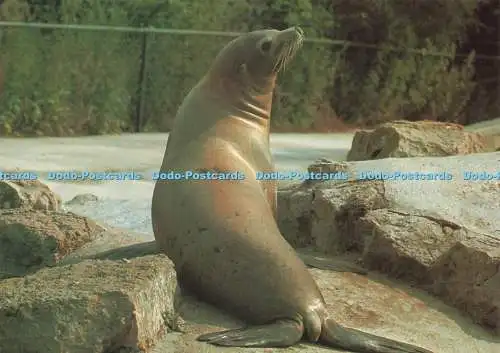 D239898 Surrey Chessington Zoo Sea Lion Unichrome of Bath