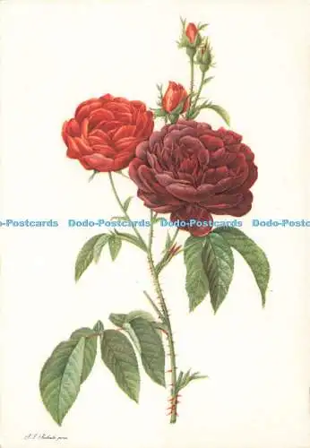D237649 Rosen Redoute Fernand Hazan