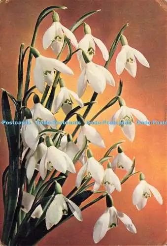 D235427 Schneeglöckchen J Arthur Dixon 1963