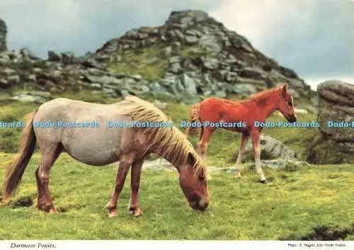 D239980 Dartmoor Ponys John Hinde Ltd E Nagele